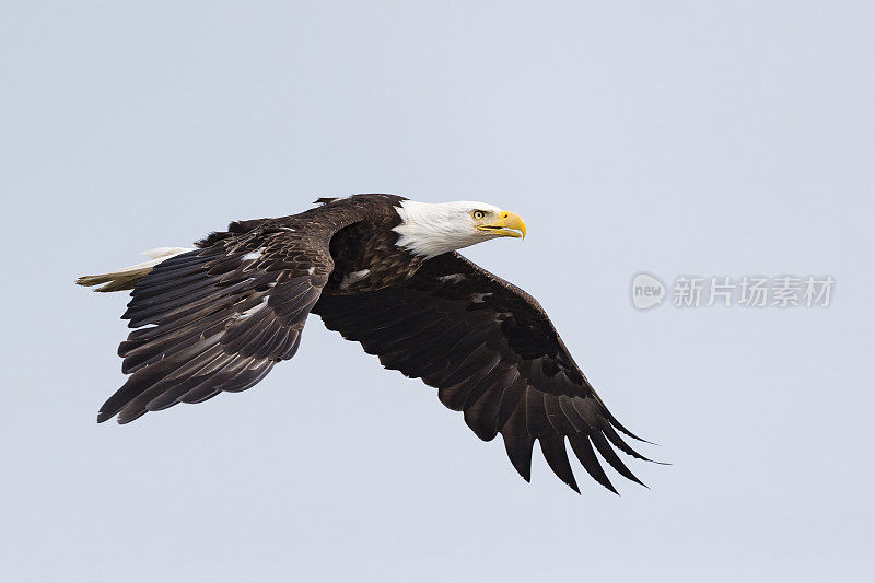 白头haliaeetus leucocephalus，阿拉斯加的秃鹰。美国的国鸟。